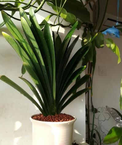 君子兰开了大红花,张大爷养君子兰的方法