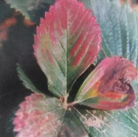 草莓叶片边缘发黑是怎么回事,草莓叶片发红发黄怎么回事