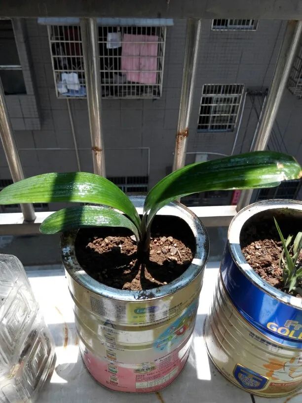 绿萝叶子被太阳晒伤了如何挽救,橡皮树夏天晒太阳叶子晒伤怎么办