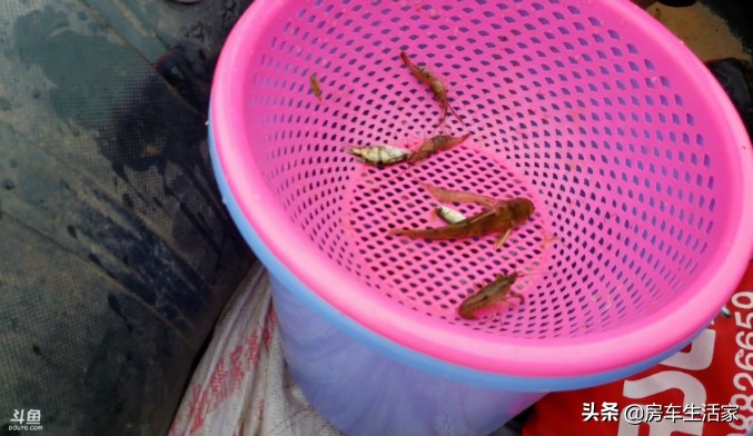 直播一场150万人围观，你知道啥叫房车户外打野团队吗？