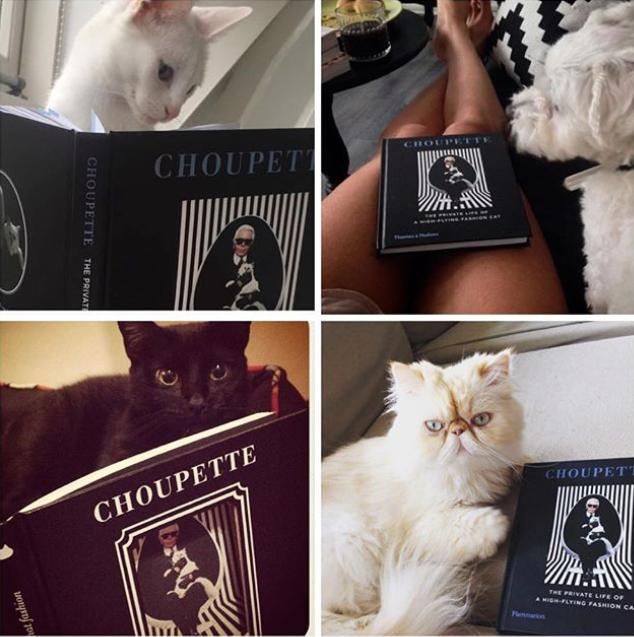 流浪猫突然暴富了,俄罗斯3只流浪猫