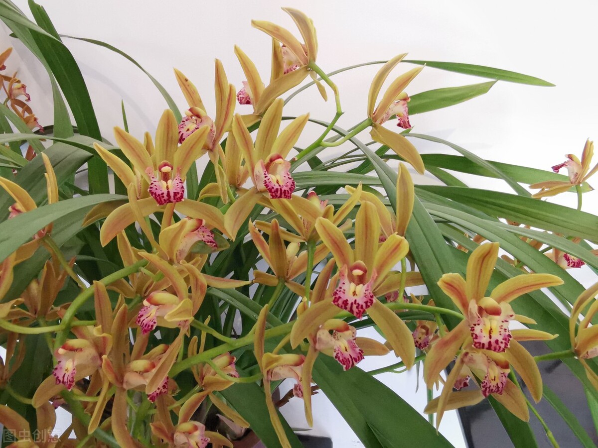 兰花冒芽了还怎么养,兰花的花苞怎么养才会长大