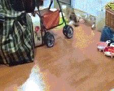 这一定是个好姑娘,新郎你有福了,羡慕啊羡慕