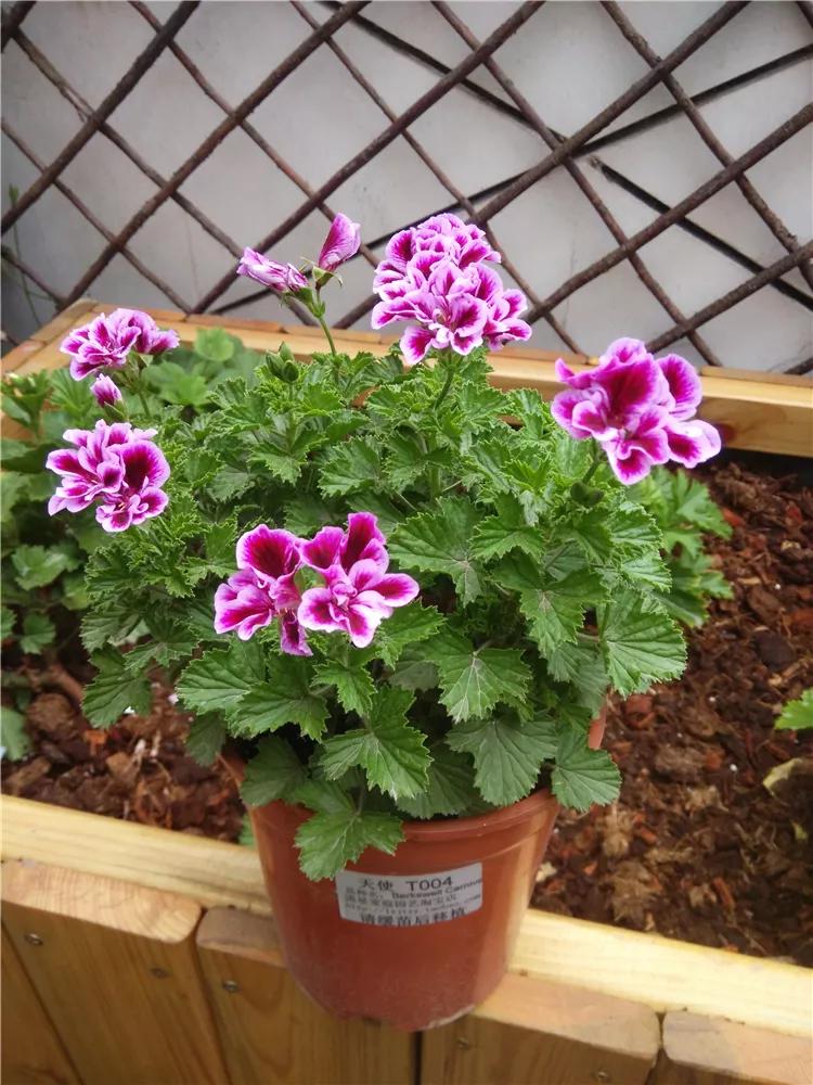 10种天竺葵,天竺葵100种图片大全