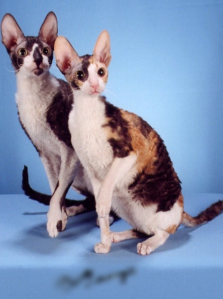 各种猫咪花纹品种,名贵品种猫咪大全