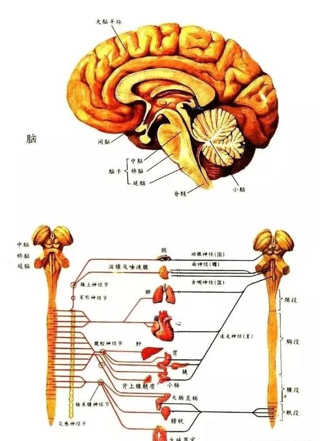 美式整脊和中医整脊正骨区别,美式整脊枪正骨视频教程