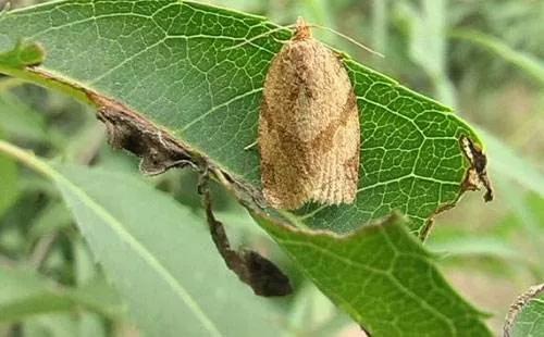 十种常见农药大全,100种常见农药大全