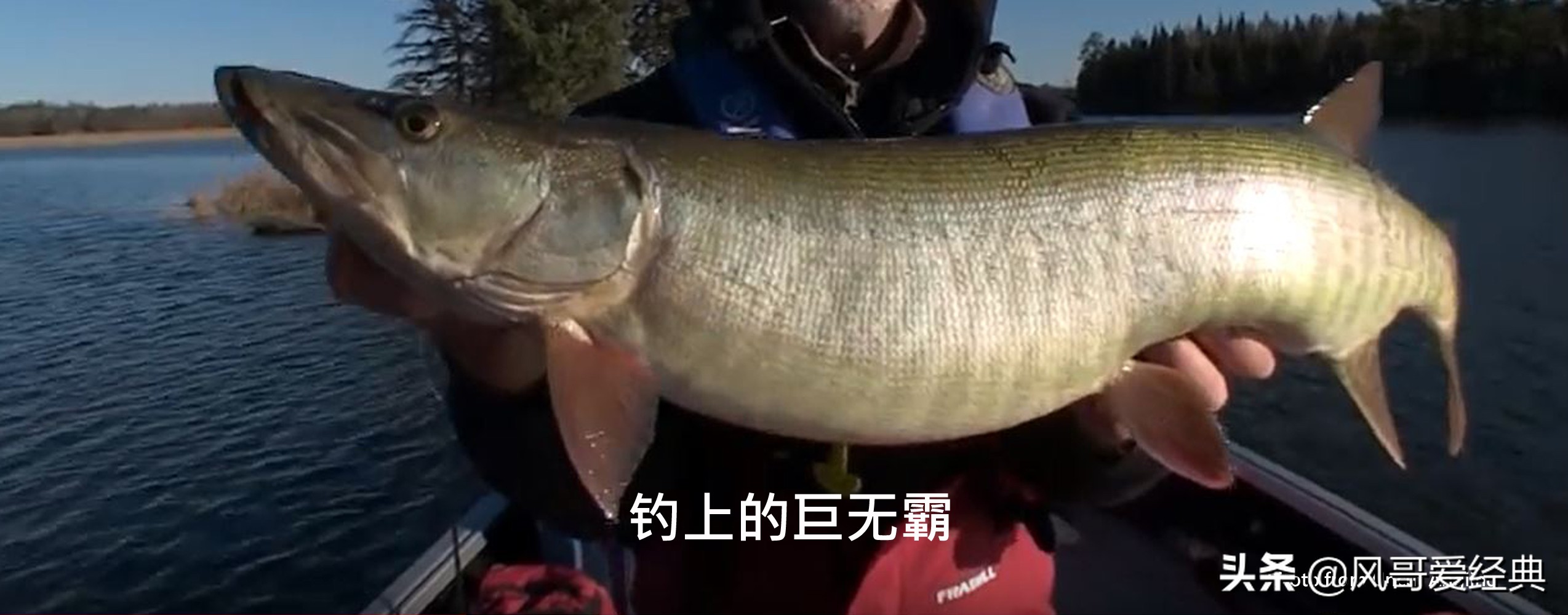 佳明声纳模块,佳明声纳动态