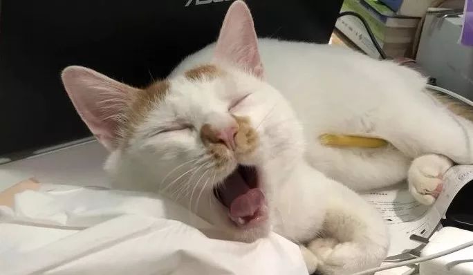 先天单侧肾脏的猫咪需要注意什么,猫咪吃药导致肾脏出问题怎么办