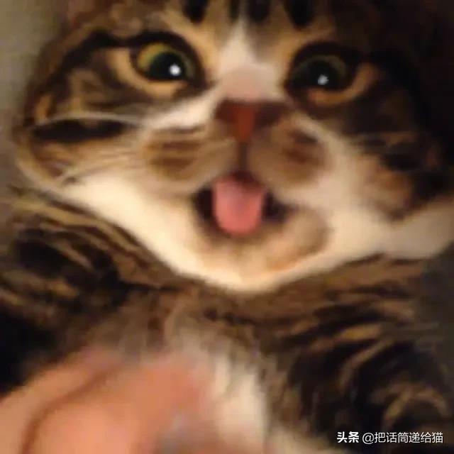 猫兄妹可爱视频,矮脚猫兄妹