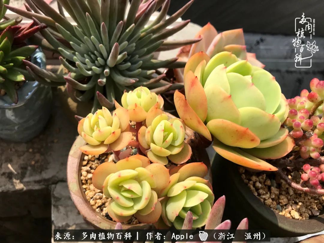 多肉成长记观察记录怎么写,多肉成长记录观察展板