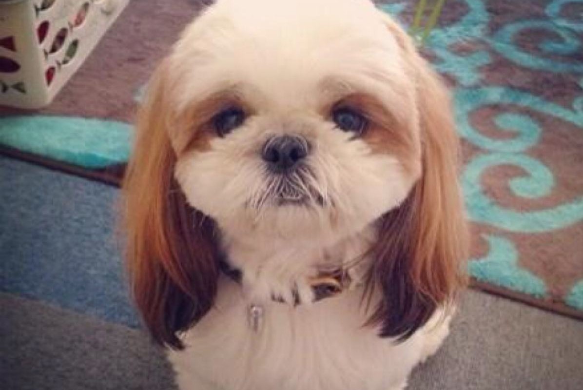 狗狗必须知道的10个常识,狗狗的这些常见行为你能理解吗