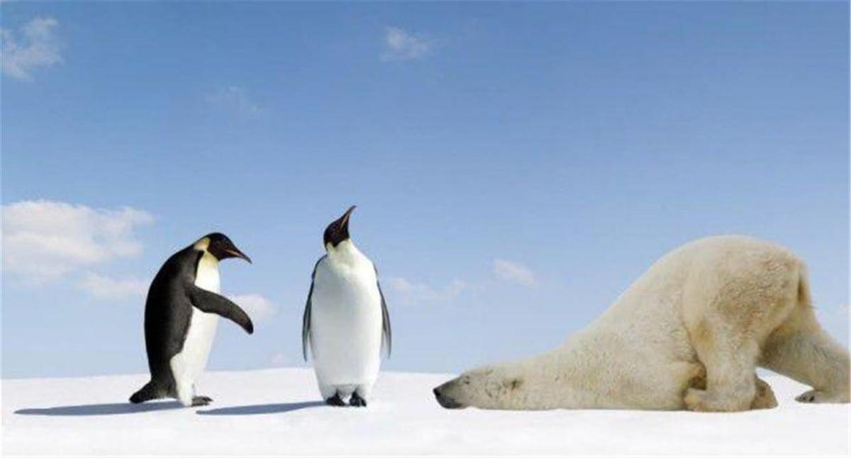 为什么北极没有企鹅宝宝,放在北极的69只企鹅怎么样了