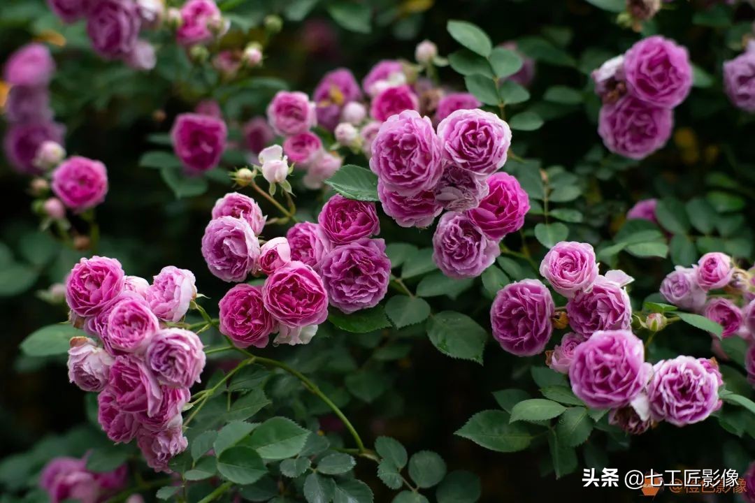 七工匠75mmf1.25夜神人像镜头,七工匠75mmf1.25参数