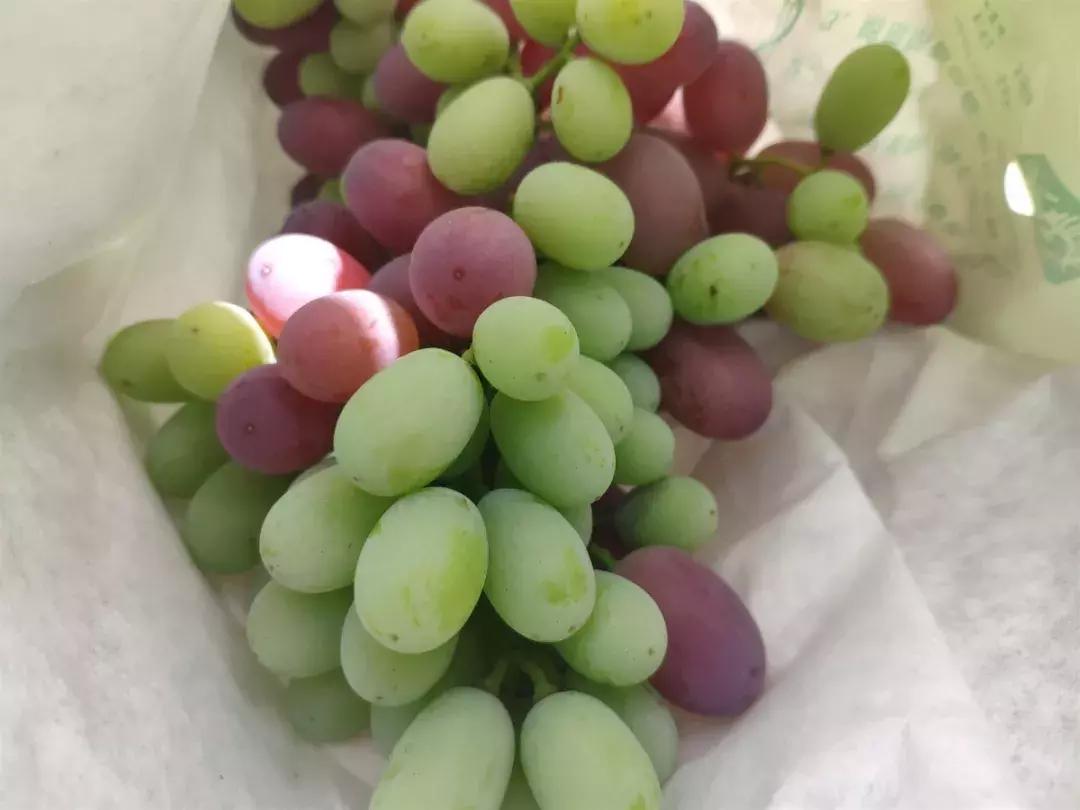 葡萄的转色病该如何防治,夏黑葡萄转色最佳方法