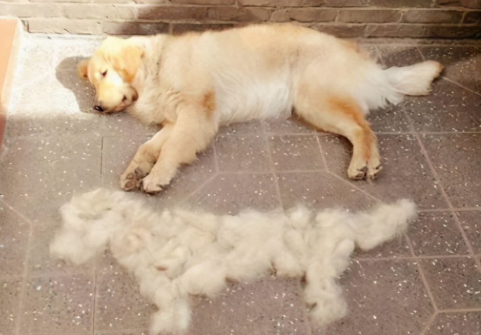 金毛犬忠诚到什么程度,金毛犬的魅力有多可怕