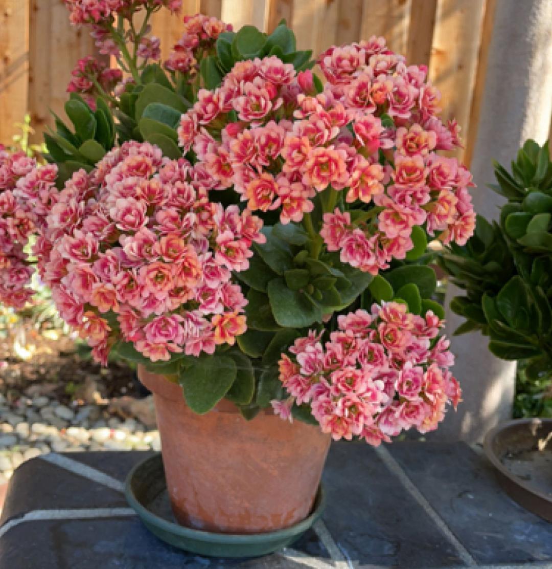 适合9月份养的绿植,四季最好养的10种花