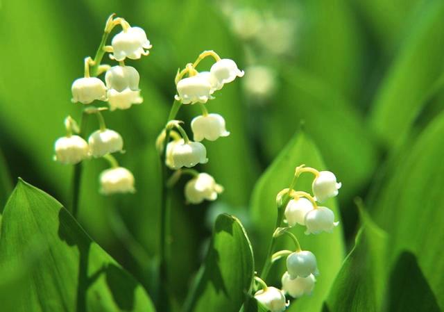 铃兰真的有毒吗,铃兰有毒吗视频