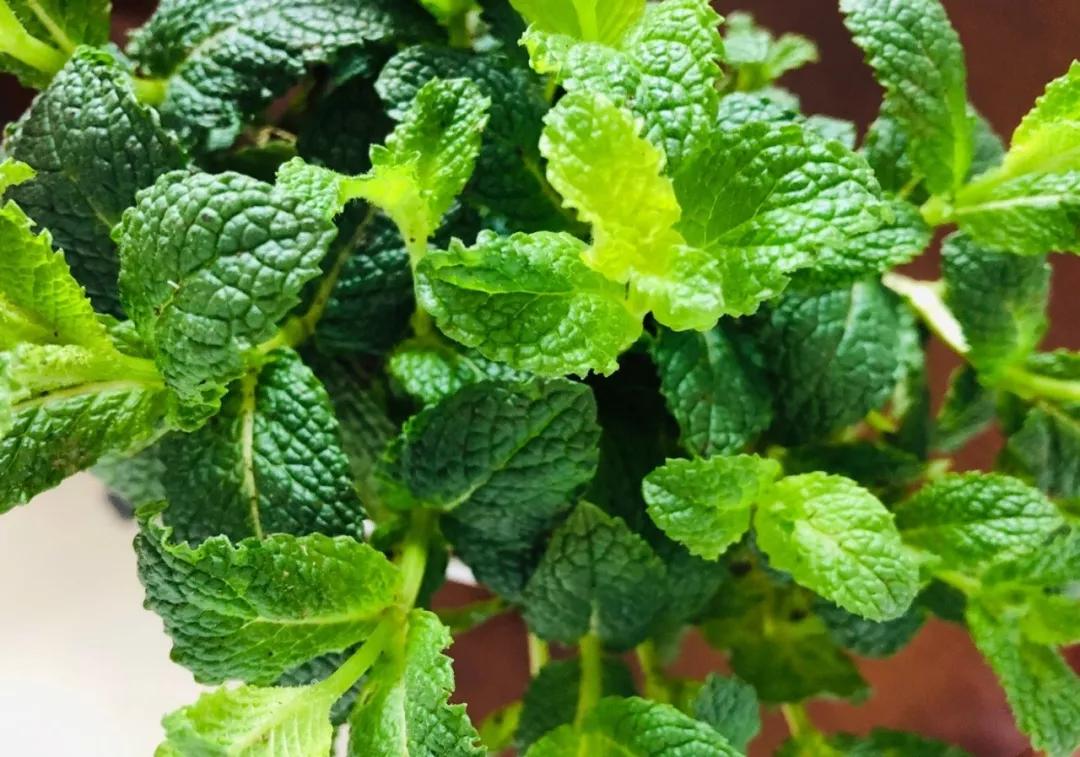 养哪一种吃虫子的花最合适,这4种花真省心养在家里不招虫