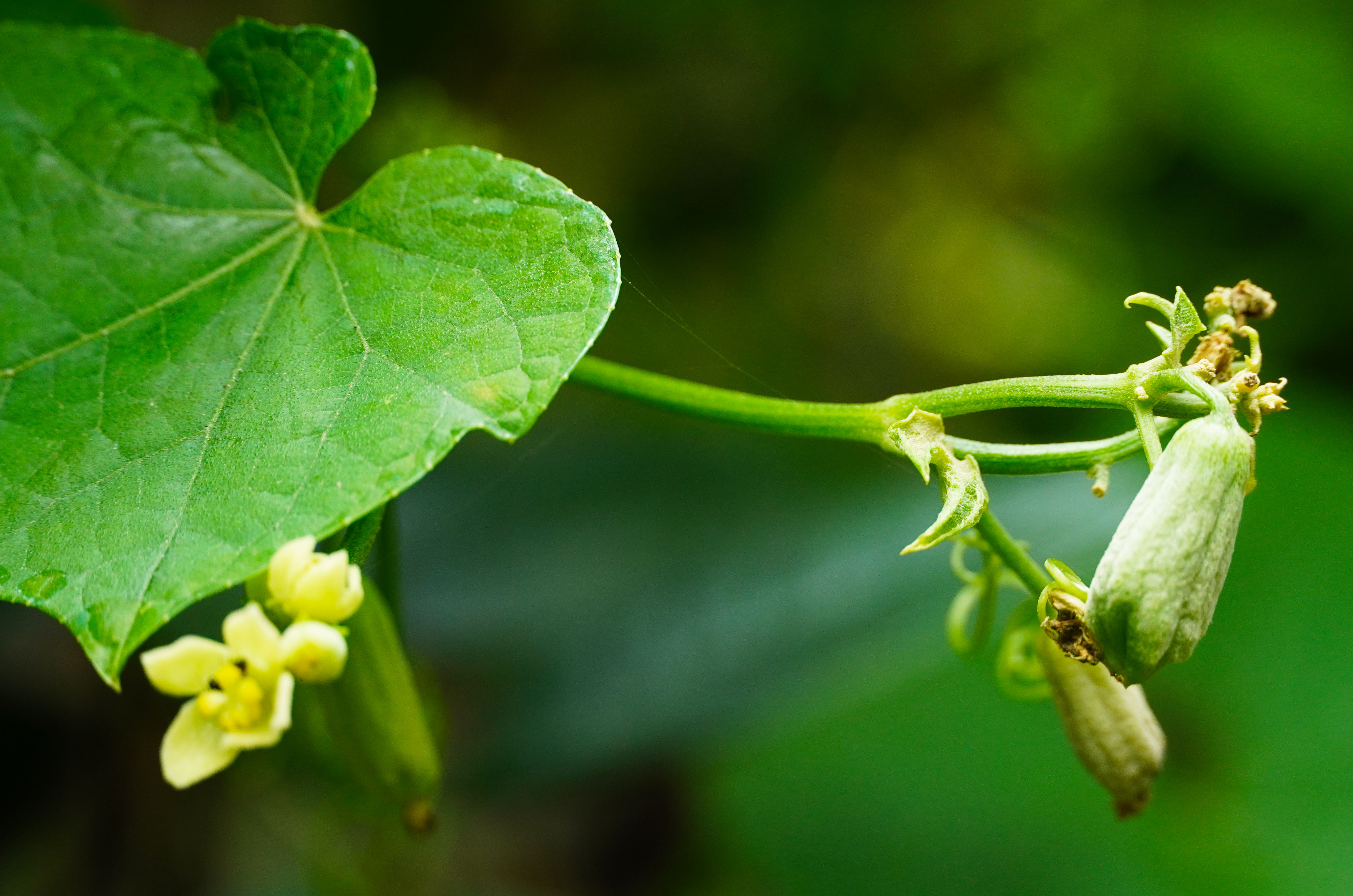 乡里南瓜子土特产,农家土特产南瓜子