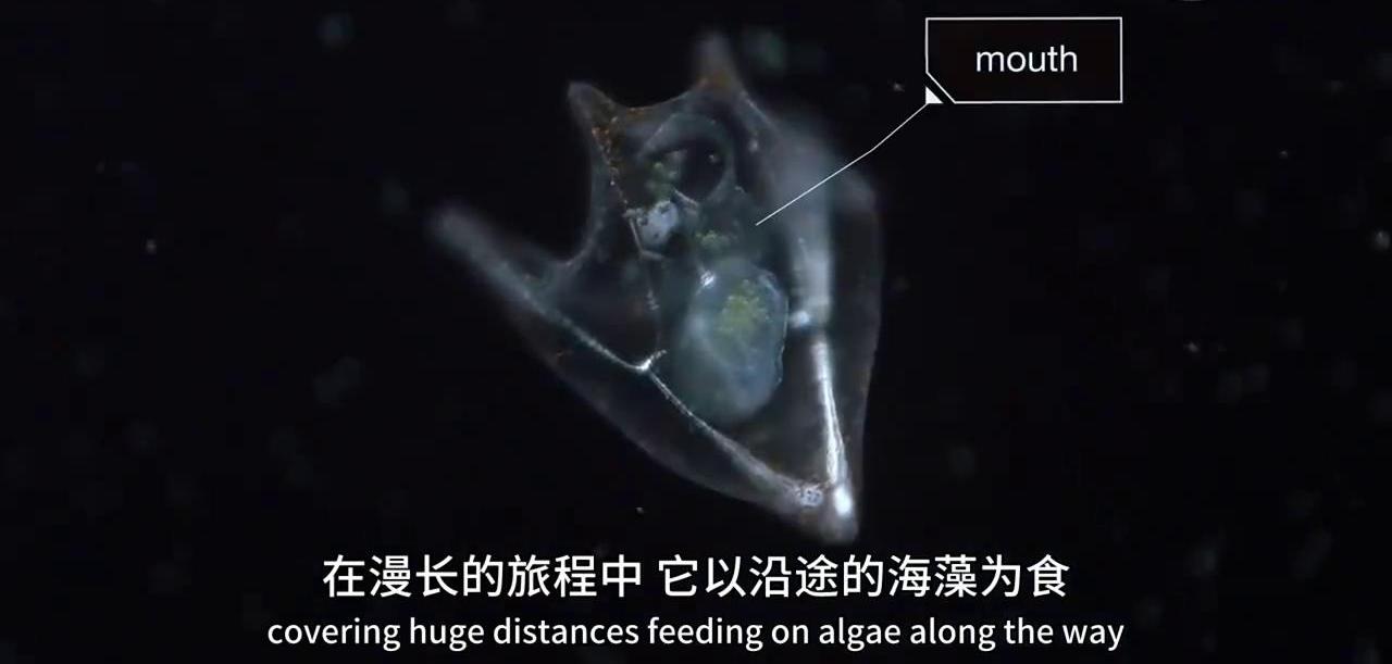 显微镜下的海洋生物,显微镜下的海洋