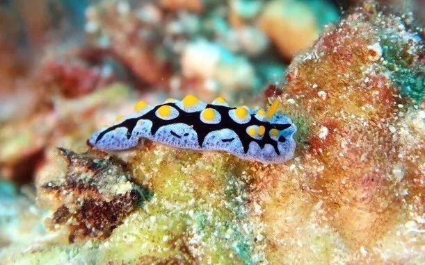 菲律宾性价比岛屿推荐,菲律宾性价比高的岛