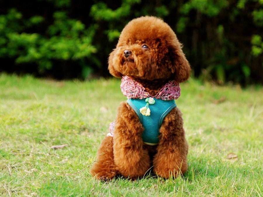 泰迪饲养攻略,养泰迪的技巧和方法