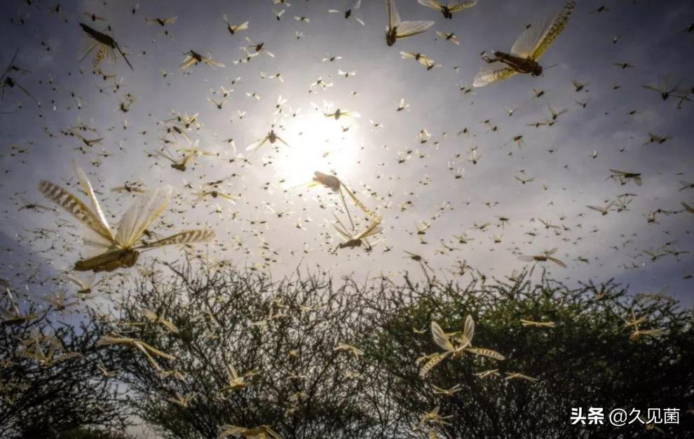 哈萨克斯坦冻死的牛,哈萨克斯坦动物被冻成冰雕