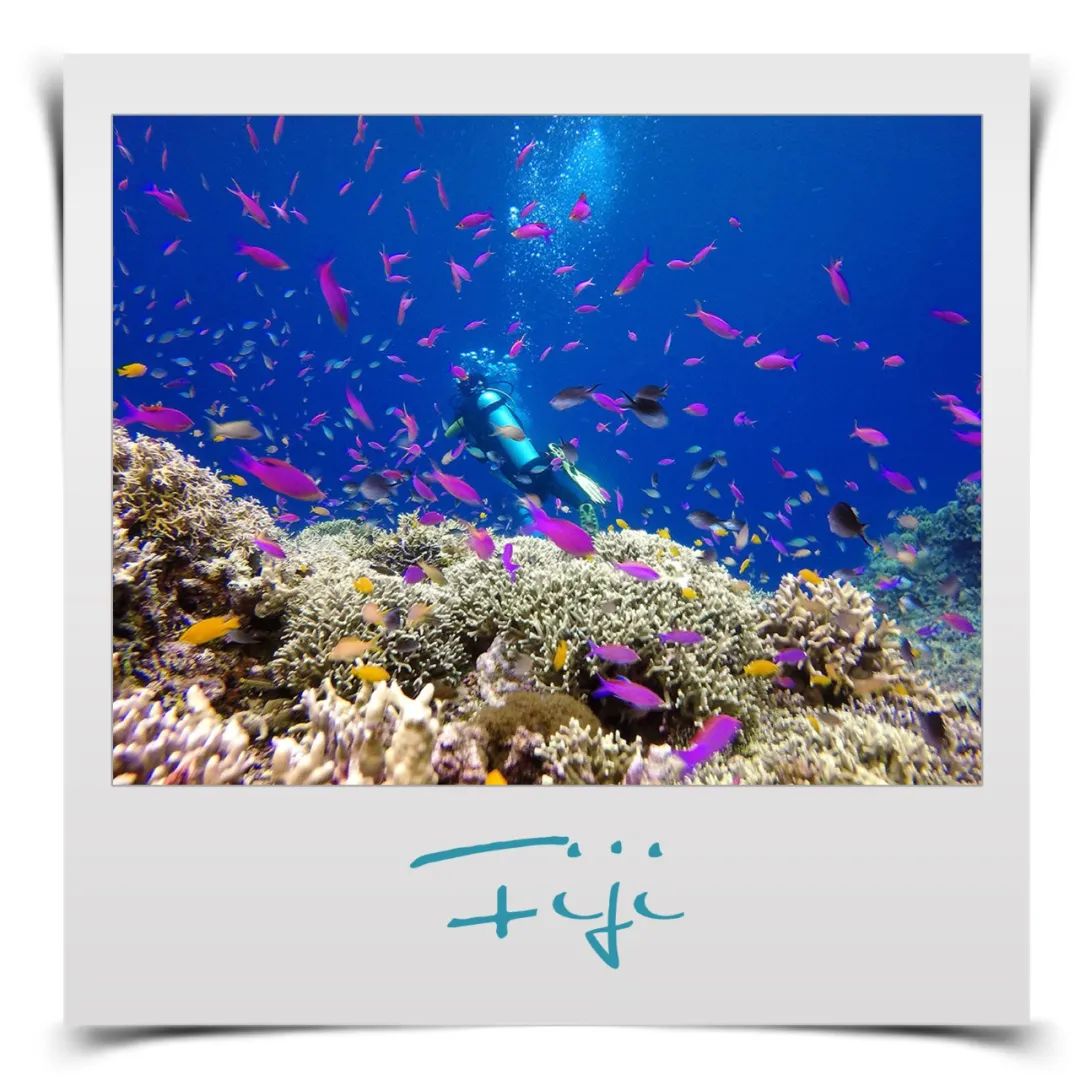 斐济旅游主岛购物,2021斐济购物攻略图解