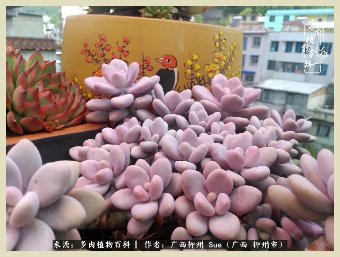 艳阳高照凉爽贵州,我要勤快地捕捉美好!(二)