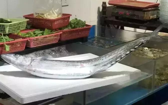 海捕常见海鱼,东海海鱼图片和名称大全