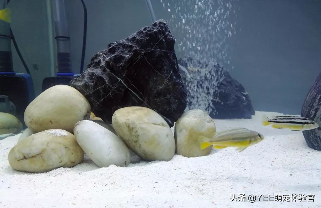 非洲凤凰:马湖小杂鲷,贪吃好斗价格低,一心只想做缸霸