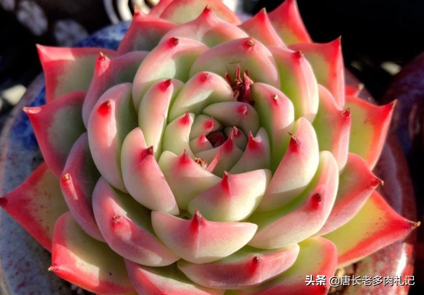 多肉吉娃娃怎么养爆盆好看又漂亮,多肉吉娃娃用多大盆