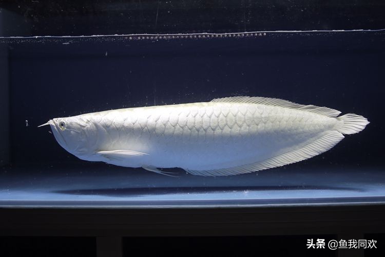 养龙鱼缸里需要放什么,龙鱼状态不好趴缸下药就暴毙了