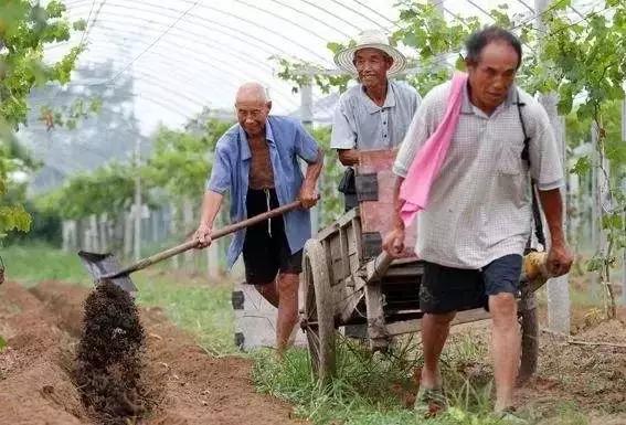 鉴别假化肥的方法,还有哪些辨别假劣化肥的方法