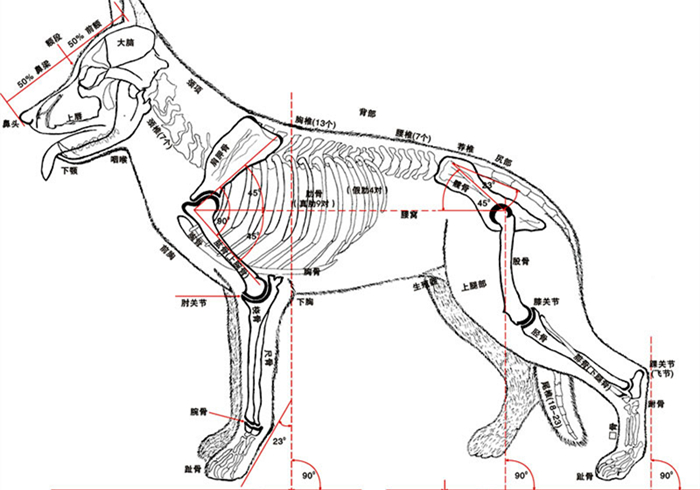 狗狗蛀牙看似轻微却暗藏隐患！鼻窦炎、脑膜炎等问题不容小视