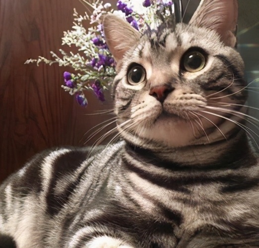 美短掉毛比一般的猫严重怎么办,为什么美短猫不建议养