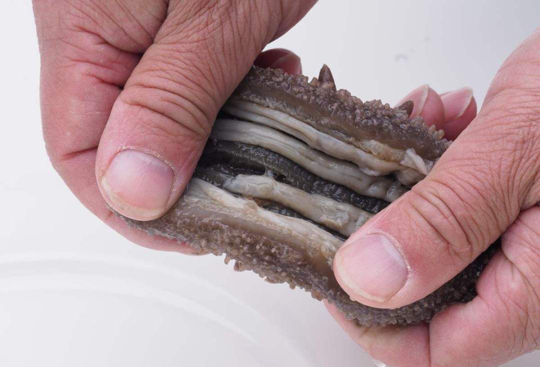 海参是正经的海参不,海参到底是不是正经海参