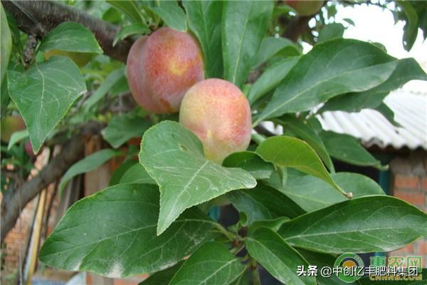 西梅产地在我国什么地方可以种,西梅可以种植的地区有哪些