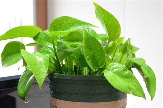 绿萝怎么养才能更旺盛生活小技巧,绿萝养护方法大全和注意事项
