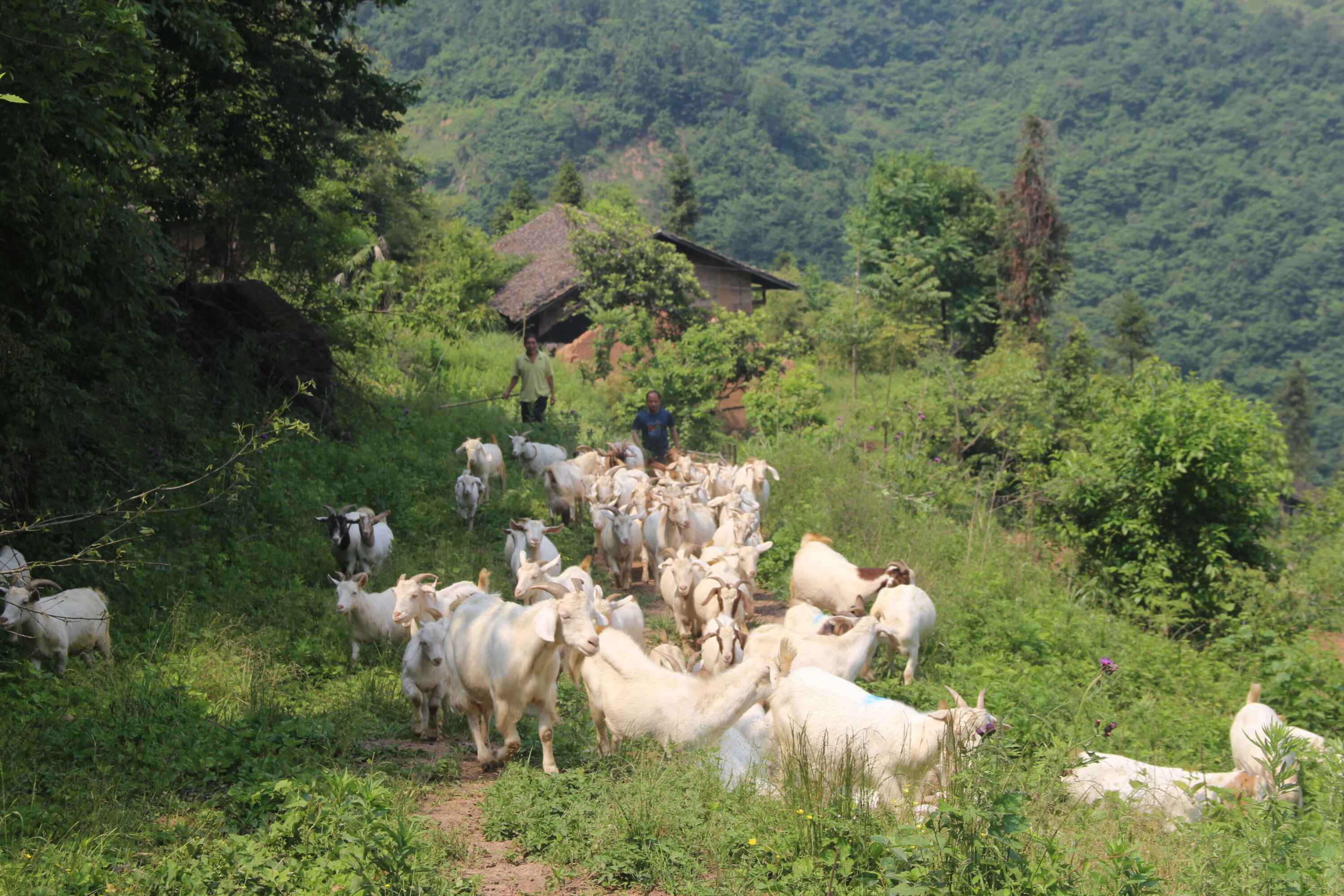 农村养殖一年利润10万元以上项目,农村小成本养殖项目有哪些