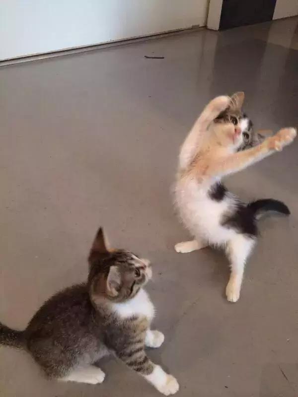 如何阻止猫咪在床上尿尿,猫咪总在床上尿怎么办