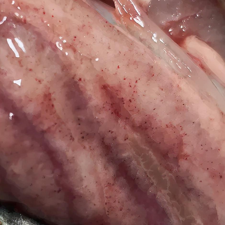 为什么鱼病久治不好,鱼病了怎么治疗最好