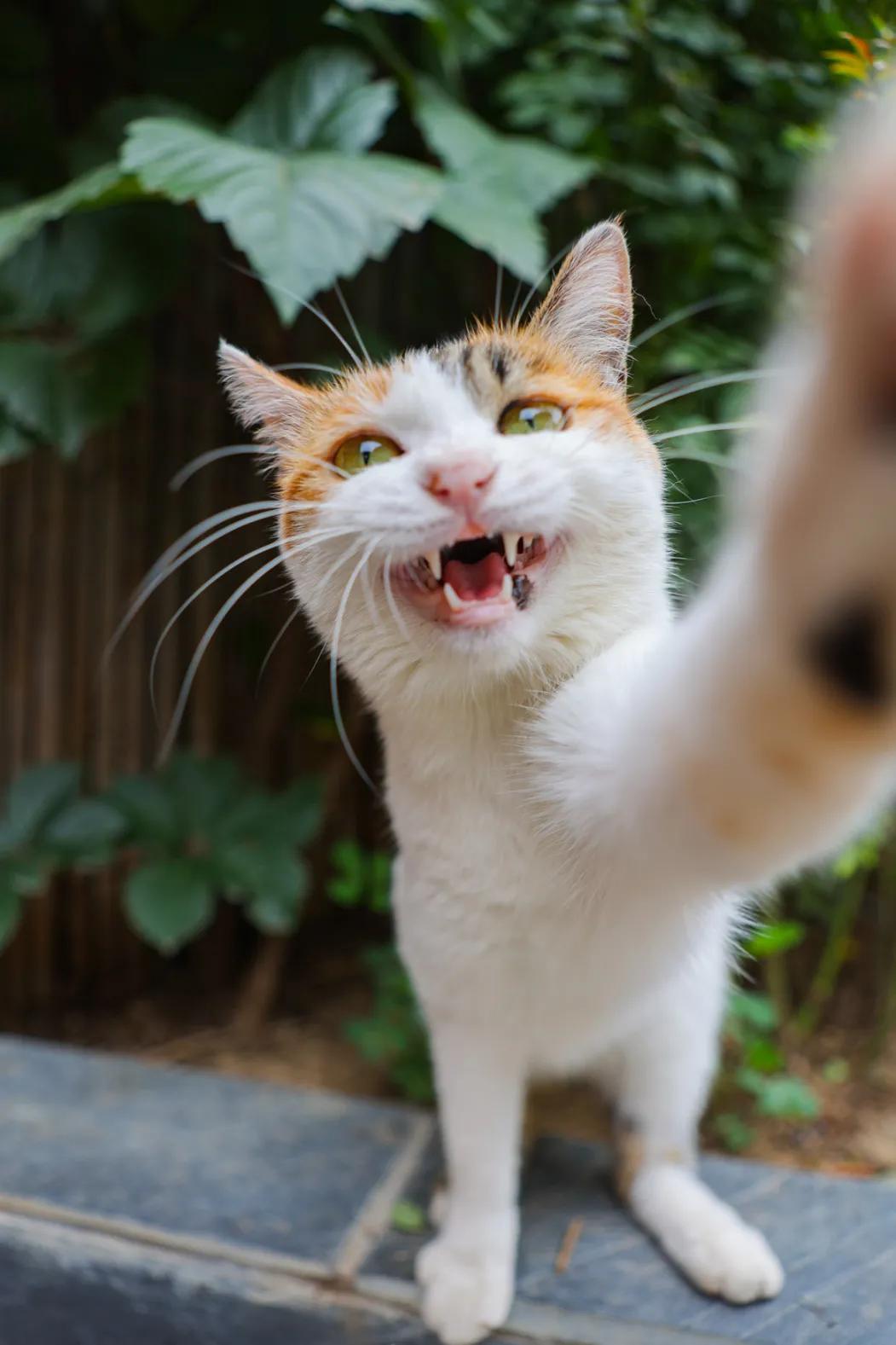 米麒麟：我掉缸怎么了？