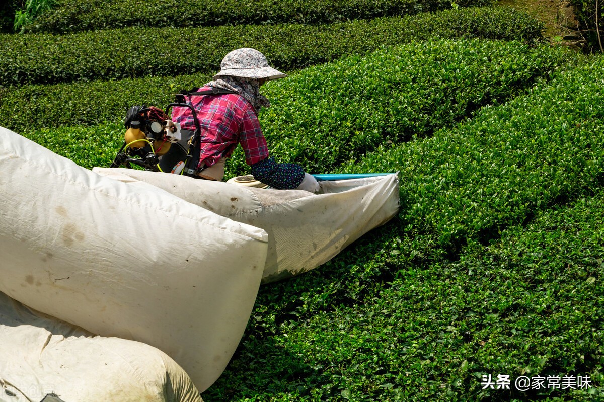 铁观音茶叶为什么没落了,铁观音为什么价值暴跌