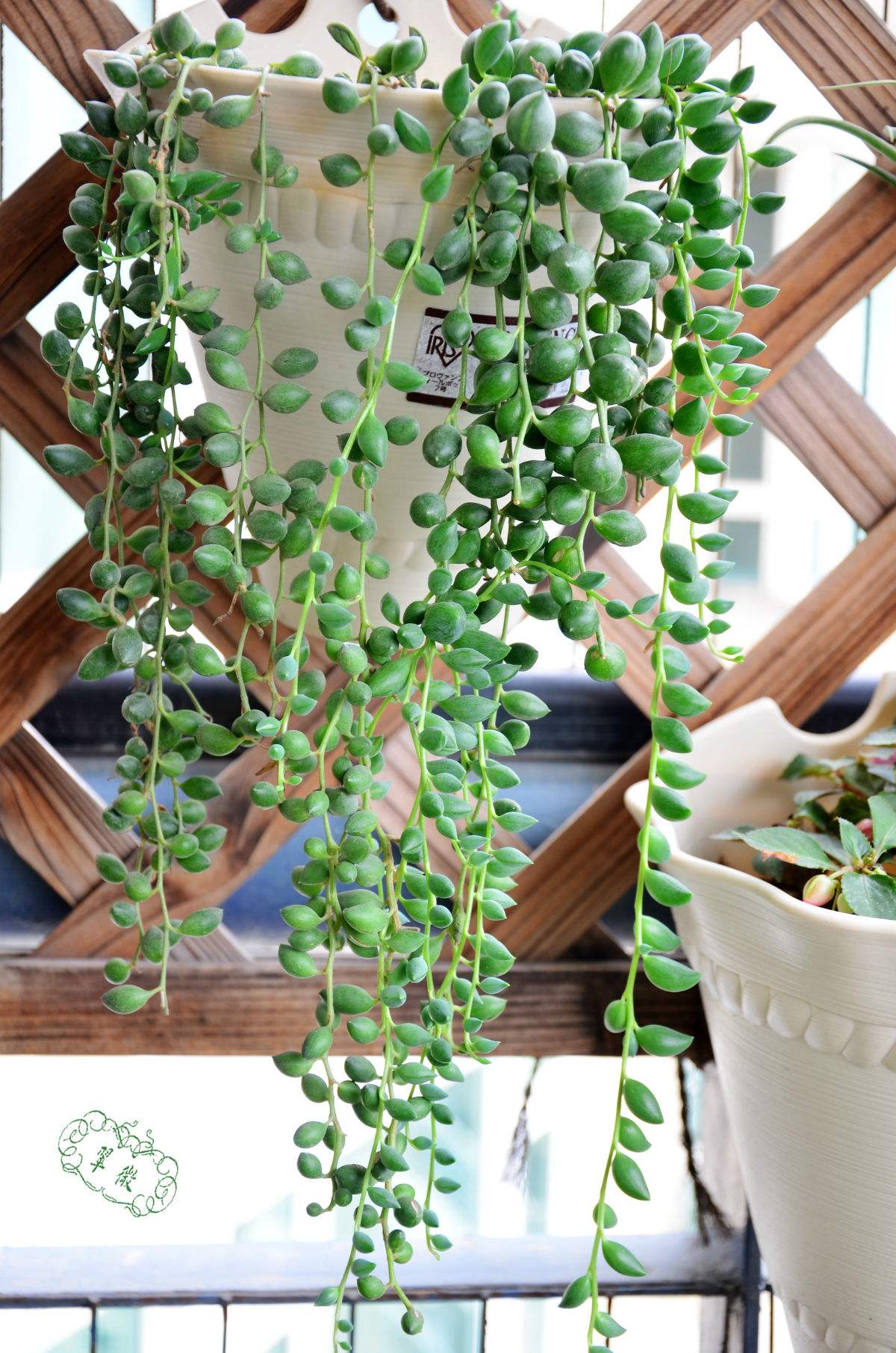 一株珍珠吊兰怎么养爆盆,一串珍珠吊兰怎么爆盆