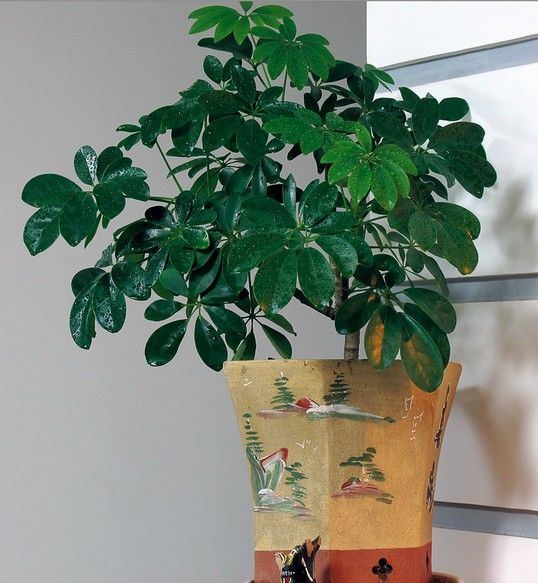 鸭掌木怕干还是怕湿,鸭掌木怕冻吗