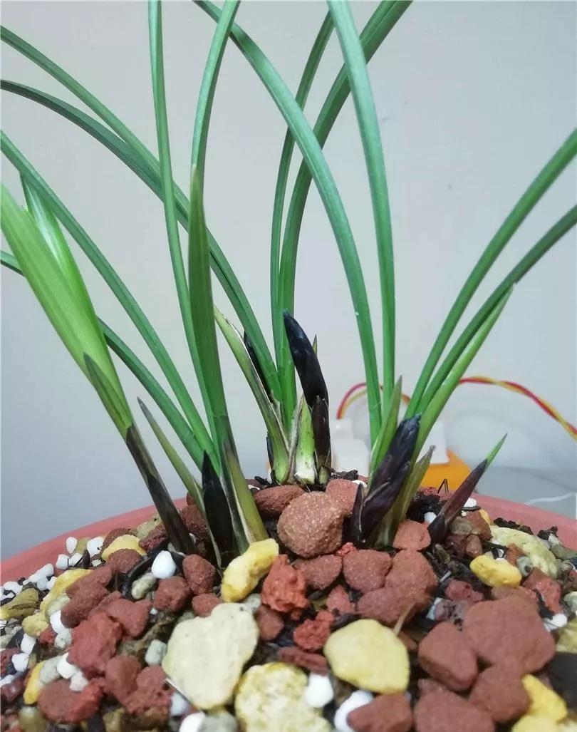 贵州早年下山的一颗血红花春兰，曾千金难买一苗