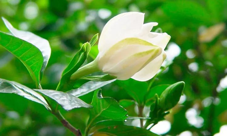 随遇而安不悲不喜,随遇而安一切皆好