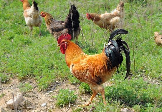 优质土鸡品种有哪些,湖南养土鸡什么品种最好